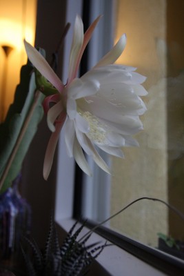 IMG_3765k.jpg