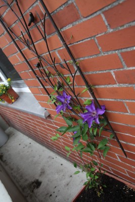 Clematis.jpg