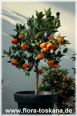 citrus_reshni_cleopatra_5.jpg
