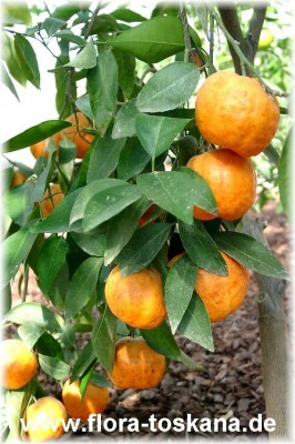 citrus_clementina_fortune_3_-_270605.jpg