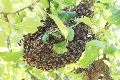 IMG_0963 - Kopie(1).JPG