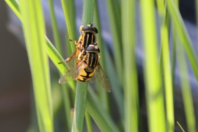 IMG_0986 - Kopie.JPG