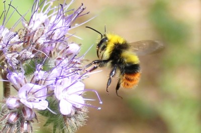 IMG_0917 - Kopie.JPG