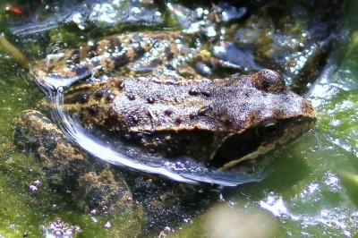 IMG_0873 - Kopie.JPG