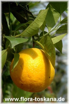 citrus_sinensis_tarokko_3_-_170906.jpg
