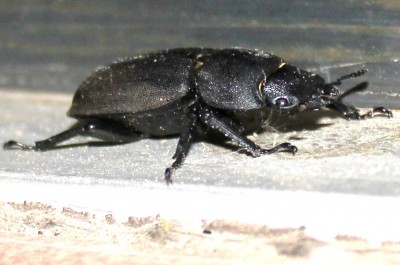 IMG_0862 - Kopie.JPG