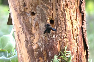 IMG_0746 - Kopie.JPG