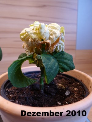 P1010699.JPG