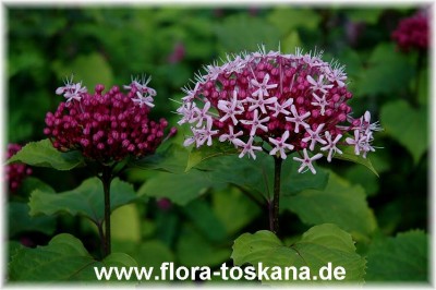 clerodendrum_bungei_3_-_010706.jpg