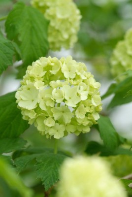 2459-Viburnum.jpg