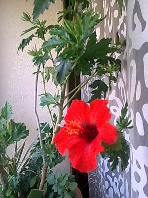 Hibiskus'rot.JPG