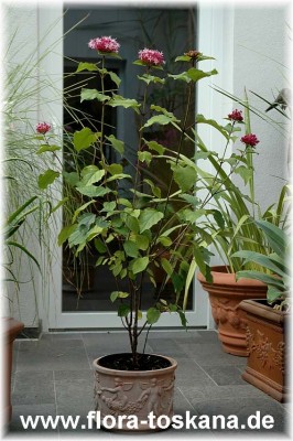 clerodendrum_bungei_6_-_010706.jpg