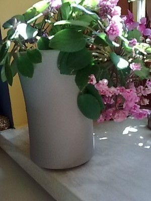 Usi-Veilchen im Mai.JPG