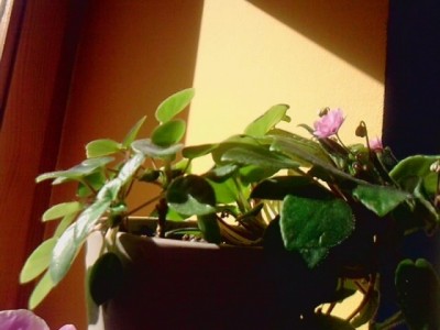 Usi-Veilchen im Februar.JPG