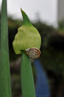 saffdsg 039 (850x1280).jpg