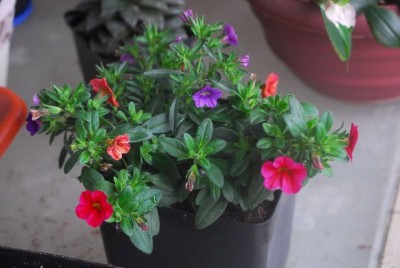 Celebration 029yy.jpg