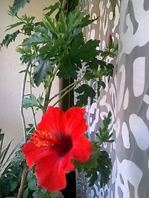 Hibiskus'rot.....JPG