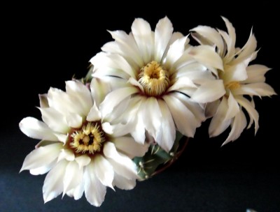 Gymnocalicium_denudatum.jpg