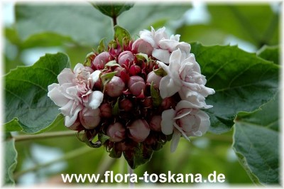 clerodendrum_philippinum_6_-_120606.jpg