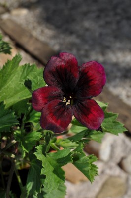 ujrsujmszflk 017 (850x1280).jpg