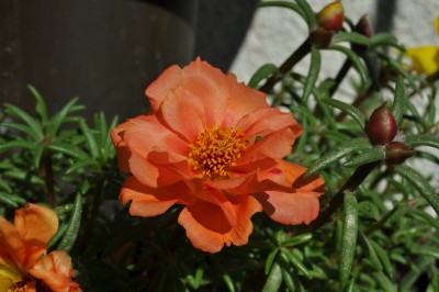 ujrsujmszflk 019 (1280x850).jpg