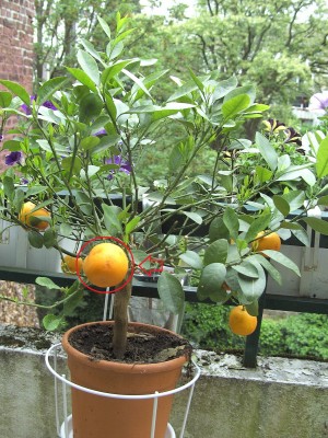 Calamondin 19.5.11.JPG