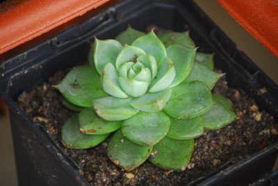 Echeveria 007yy.jpg