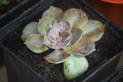Echeveria 006yy.jpg