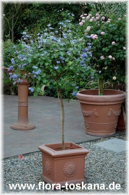 clerodendrum_ugandense_ganz_10_-_010806.jpg