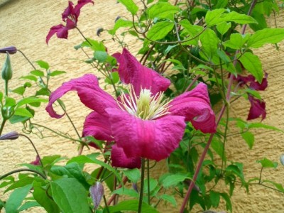 Clematis.JPG