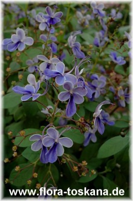 clerodendrum_ugandense_1_-_010806.jpg