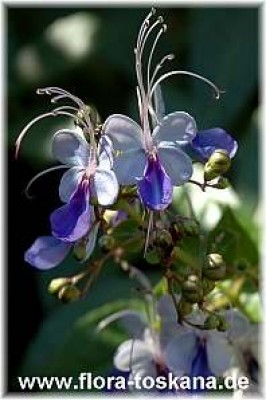 clerodendrum_trichotomum_hohenheim_1_-_210607.jpg