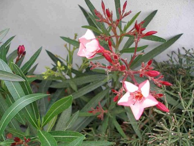 Oleander 19.5..jpg