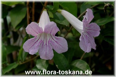 clytostoma_callistegioides_3_-_120607.jpg