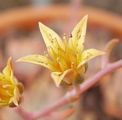 Graptoveria ´Pik-Ruz´ (9).jpg