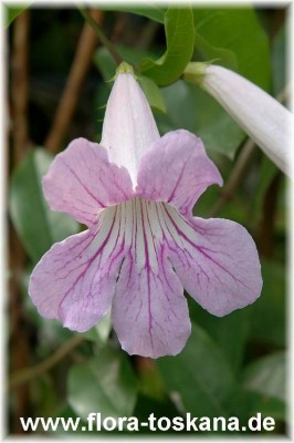 clerodendrum_ugandense_ganz_10_-_010806.jpg