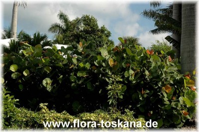 coccoloba_uvifera_-_201006.jpg