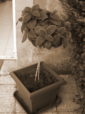 tibouchina.JPG