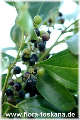 cocoloba_uvifera.jpg