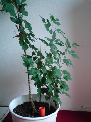 DSC00005.JPG