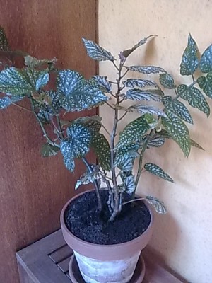 Begonien Mix...JPG
