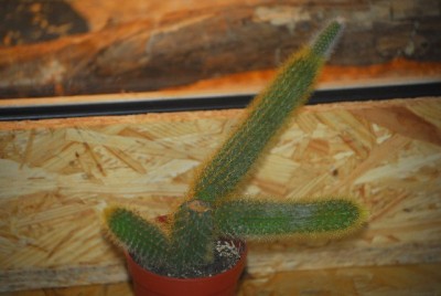Weberbaurocereus 001yy.jpg