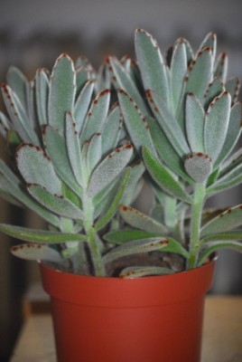 Kalanchoe 004yy.jpg