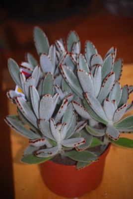 Kalanchoe 003yy.jpg