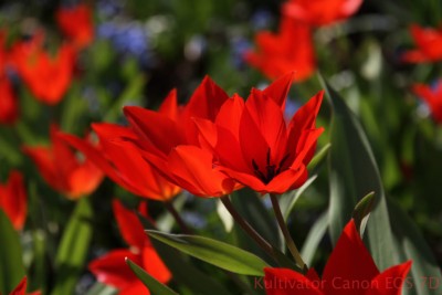 tulpe-rot.jpg