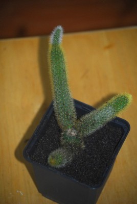 Weberbaurocereus 003yy.jpg