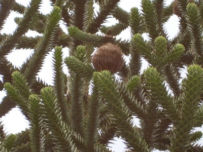 Araucaria araucana.jpg