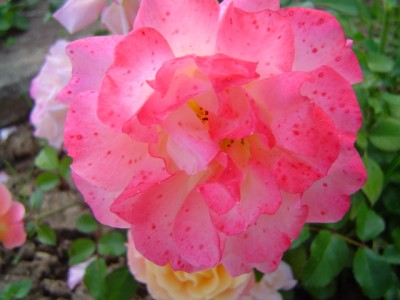 Rose 4.JPG