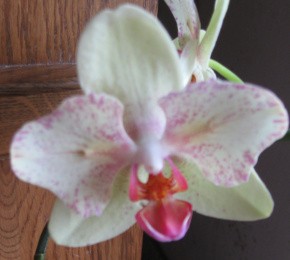 Phalenopsis pelorisch 001-1.jpg