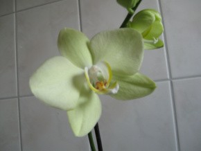 Phalenopsis 012-1.jpg
